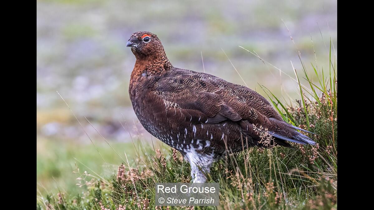 Red Grouse